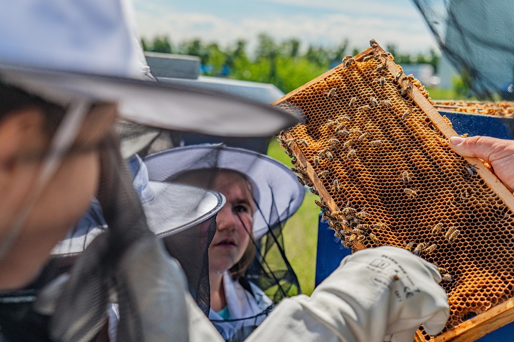Z včelích úlů v Panattoni parcích se v loňském roce vytočilo 1,4 tuny medu